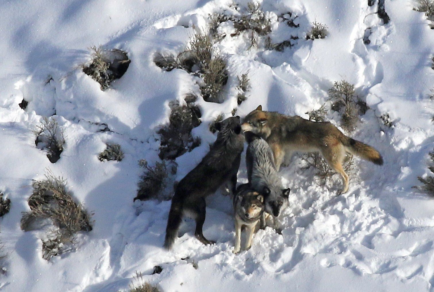 Canyon pack